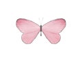 Pink butterfly without a lantern. symmetrical. BOTANY